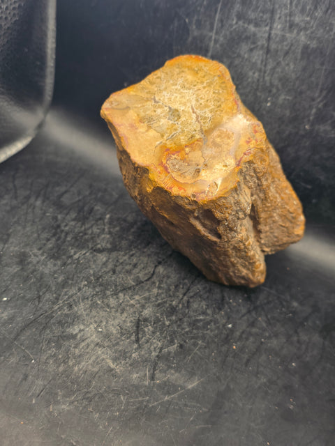 Petrified wood trunk! 1.15 pounds, 3.3 inches tall 3.3 inches wide