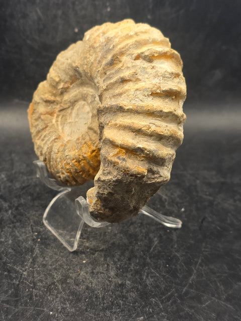 Medium nautilis ammonite fossil! 11 ounces, 3.8 inches wide, 3.2" tall