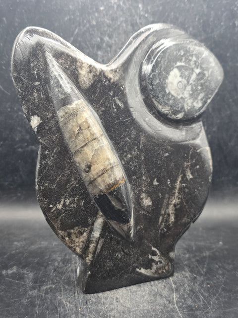 Orthoceras ammonite statue! 1.5 pounds, 6.2 inches tall, 5.2" wide