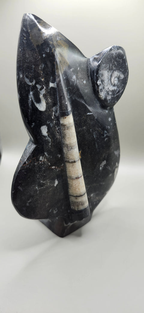 Orthoceras goinitite ammonite limestone statue! 2.1 pounds 7.5 inches