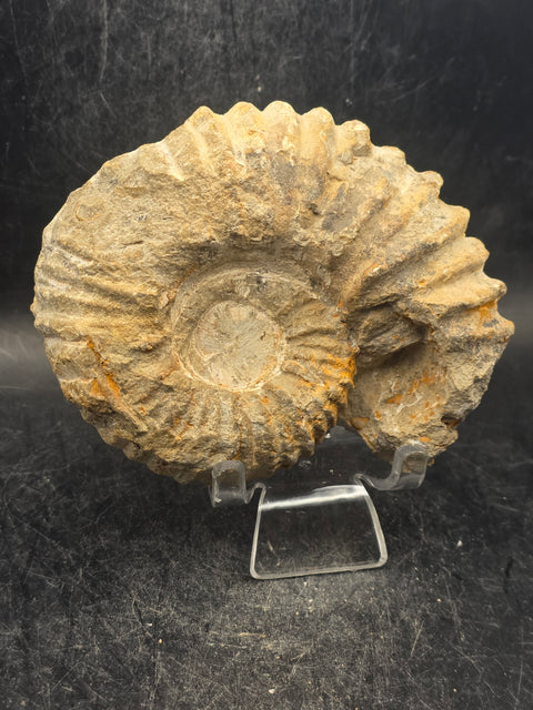 Medium nautilis ammonite fossil! 11 ounces, 3.8 inches wide, 3.2" tall