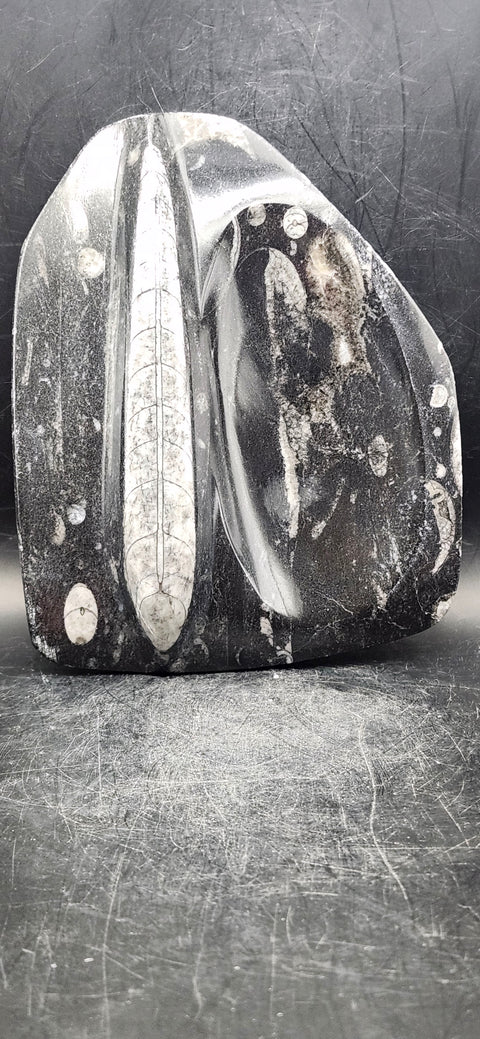 Single orthoceras bowl! 14 ounces, 6 inches tall, 5 wide