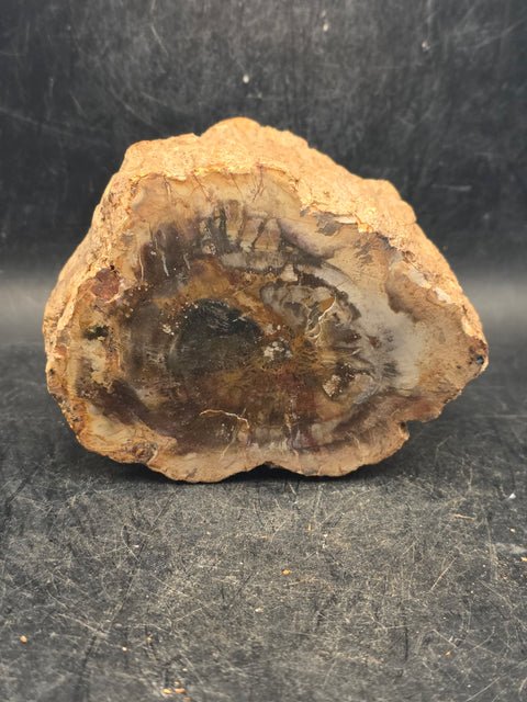 Petrified wood trunk! 15.6 ounces, 3.4 inches by 2.5 inches