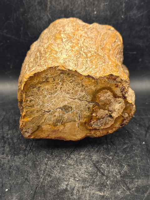 Petrified wood trunk! 1.15 pounds, 3.3 inches tall 3.3 inches wide