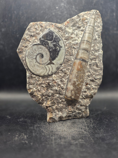 Orthoceras ammonite limestone statue! 1.13 pounds, 6.7 inches tall