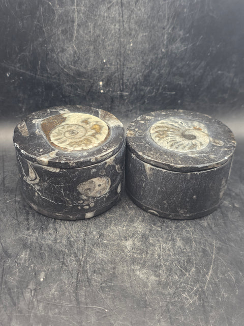 Medium round fossil box! 2.5 inches, 8.3 ounces!