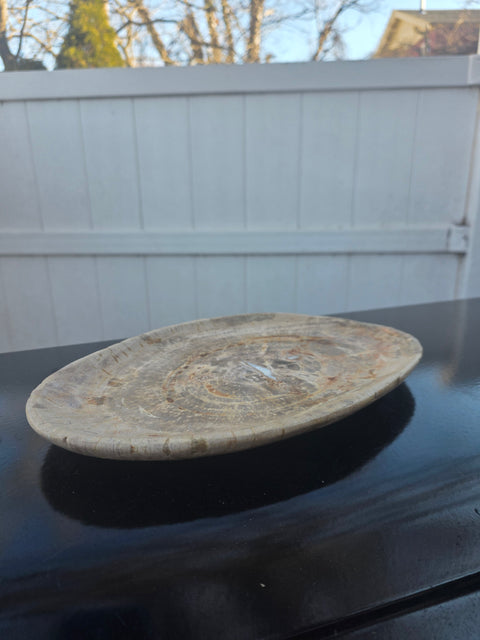 Large petrified wood plate! 11 inches long, 8 inches wide, 2.12 pounds!