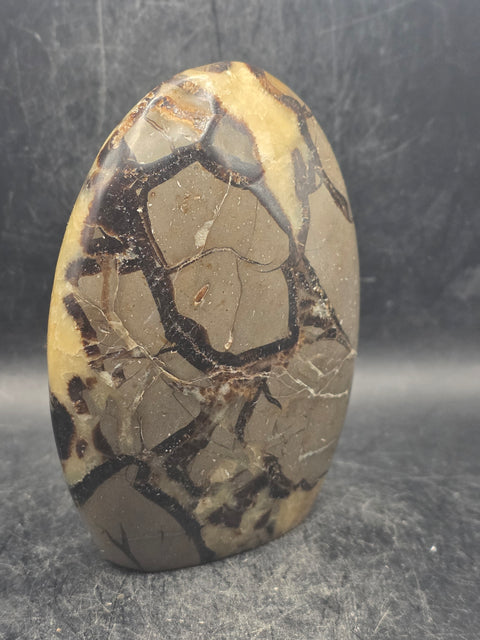 Septarian stone free form! 1.1 pounds, 4 inches tall, 3" wide