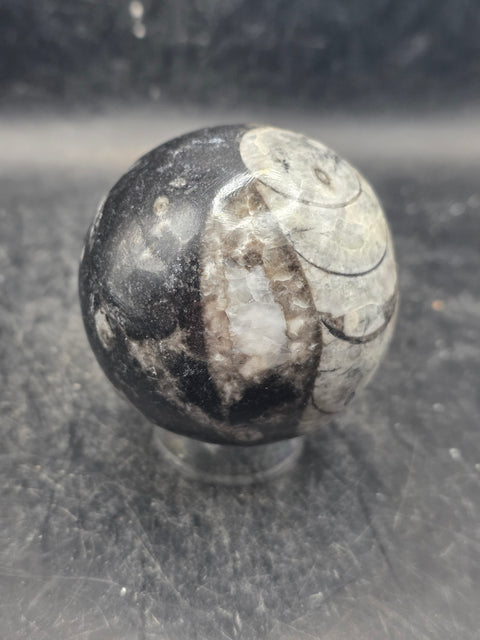 Orthoceras nautiloids sphere! 10 ounces 58.6mm, 2.3 inches wide