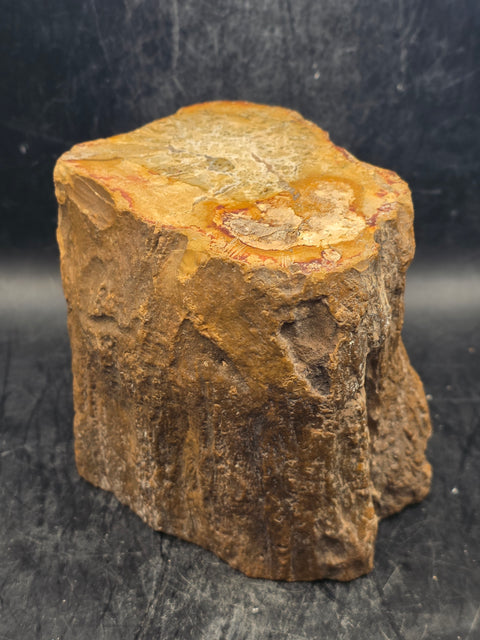 Petrified wood trunk! 1.15 pounds, 3.3 inches tall 3.3 inches wide