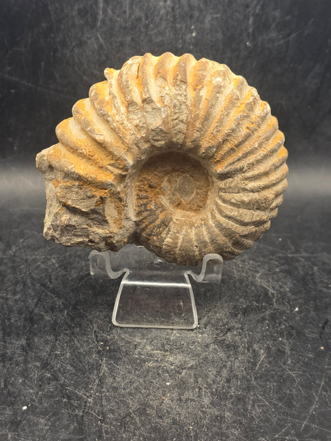 Small nautilis ammonite fossil! 10 ounces, 3 inches wide, 2.6" tall!