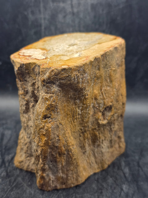 Petrified wood trunk! 1.15 pounds, 3.5 inches tall, 3.3 inches wide