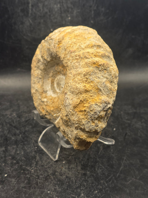 Medium nautilis ammonite fossil! 1 pound, 3.8 inches wide, 3.2" tall