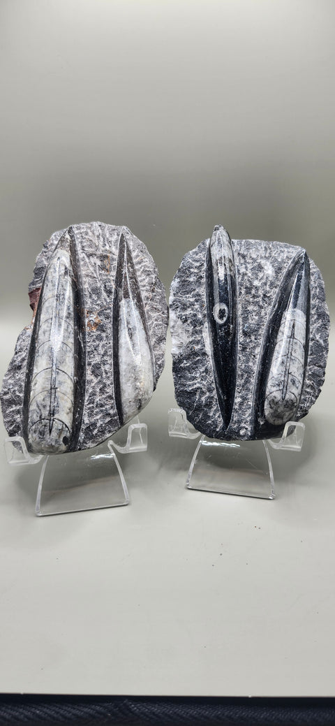 Double Orthoceras nautiloids small! 7 ounces 4 inches