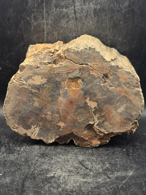 Petrified wood trunk! 2.14 pounds, 4.7 inches wide, 2.7" tall