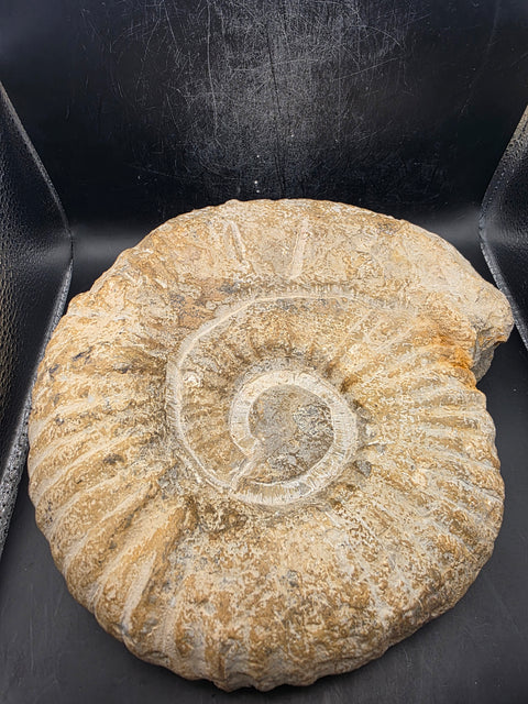 XL Nautilus ammonite!! 6.10 pounds, 9 inches by 8 inches