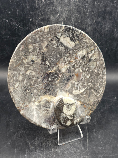 Round orthoceras ammonite fossil dish! 4.2 inches wide, 7 ounces