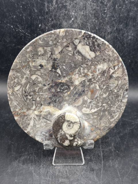 Round orthoceras ammonite fossil dish! 4.2 inches wide, 7 ounces