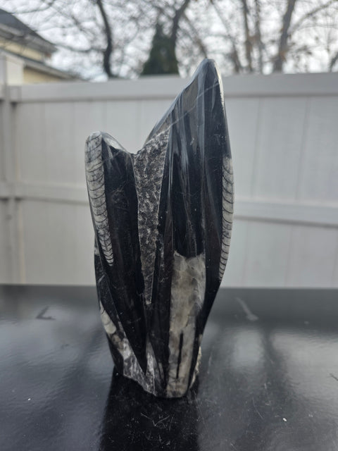 Orthoceras limestone statue! 2.4 pounds, 7.5 inches tall, 3.4" wide