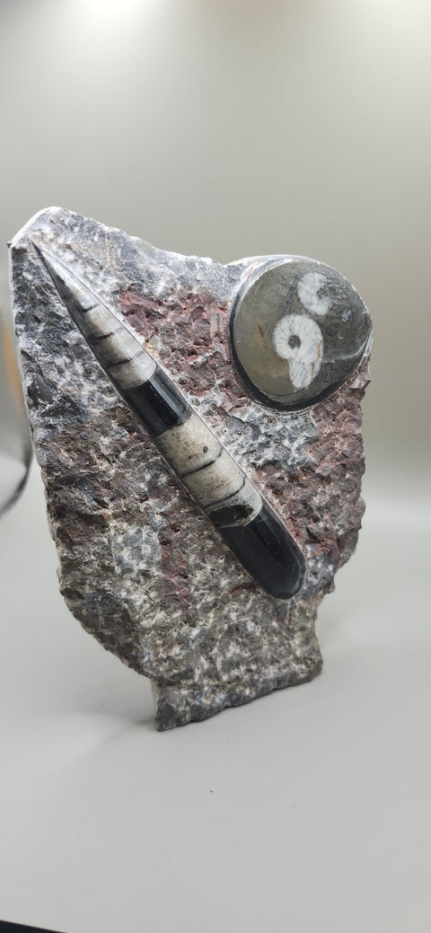 Orthoceras goinitite ammonite limestone statue! 1.7 pounds, 6.5 inches