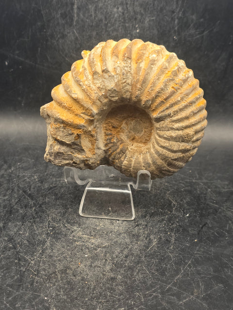 Small nautilis ammonite fossil! 10 ounces, 3 inches wide, 2.6" tall!