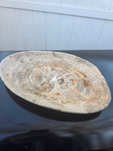Large petrified wood plate! 11 inches long, 8 inches wide, 2.12 pounds!