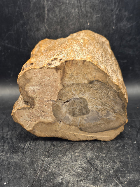 Petrified wood trunk! 1.15 pounds, 3.3 inches tall 3.3 inches wide