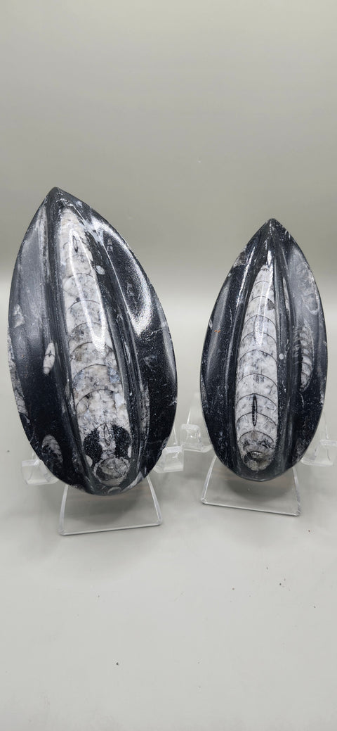 Single orthoceras nautiloids large! 6 ounces 5 inches