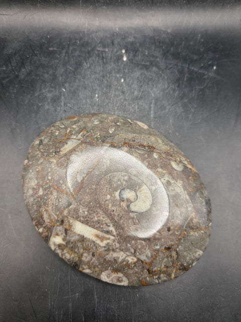Oval orthoceras ammonite fossil dish! 5.9 ounces, 4.7 inches wide