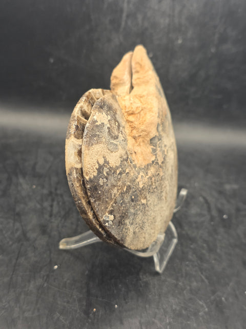 Ammonite pair/ slices! 9.2 ounces, 3.9" by 3" inches