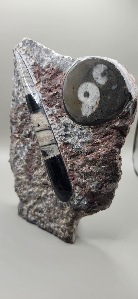 Orthoceras goinitite ammonite limestone statue! 1.7 pounds, 6.5 inches