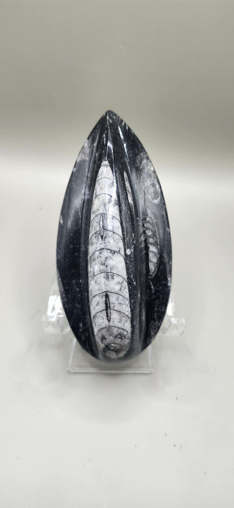 Single orthoceras nautiloids large! 6 ounces 5 inches