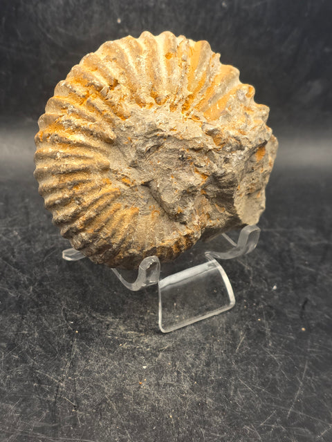 Small nautilis ammonite fossil! 10 ounces, 3 inches wide, 2.6" tall!