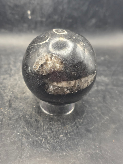 Orthoceras nautiloids sphere! 12 ounces 62.4mm, 2.4 inches wide