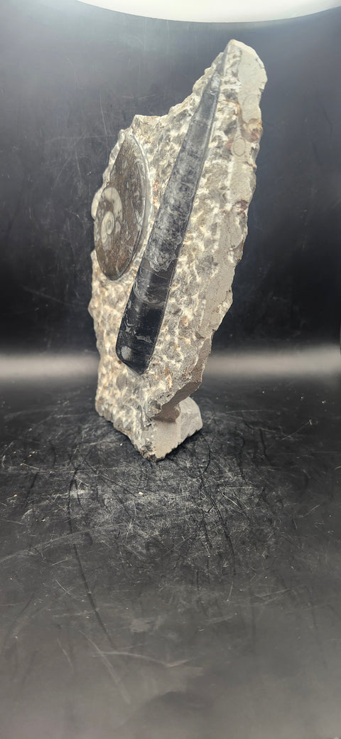 Orthoceras, ammonite statue! 1.14 pounds, 6.7 inches tall, 5" wide