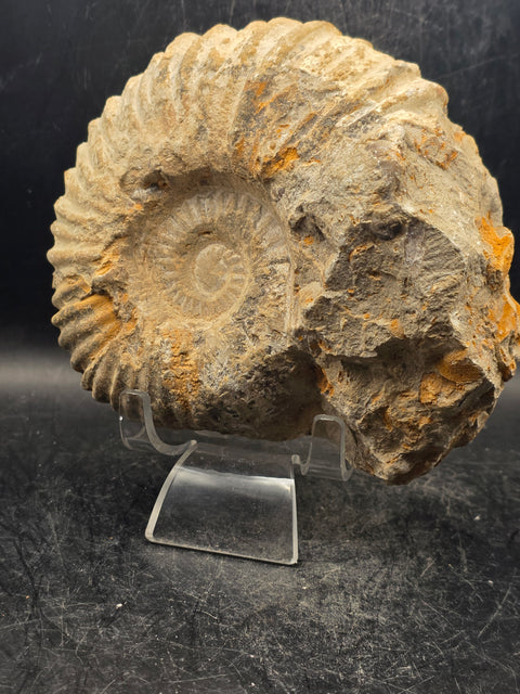Large nautilis ammonite fossil! 2.8 pounds, 5.2 inches wide, 4.8" tall