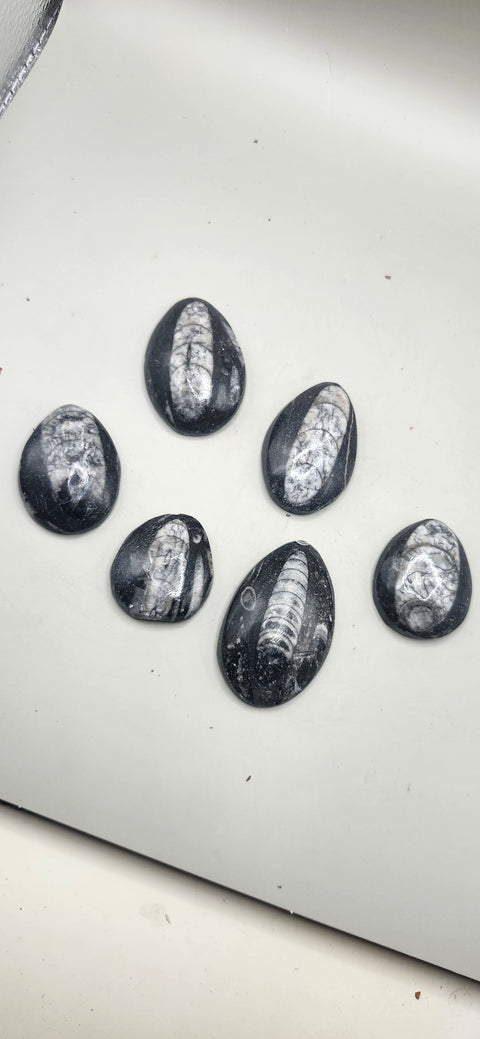 Small orthoceras nautiloids cabochon 1.5 to 3 inches