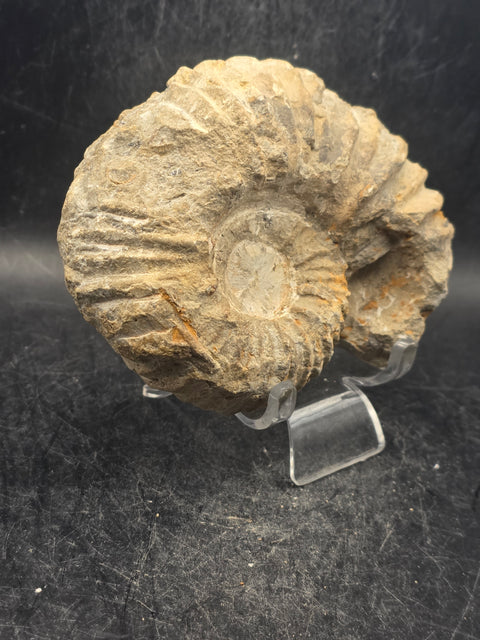 Medium nautilis ammonite fossil! 11 ounces, 3.8 inches wide, 3.2" tall
