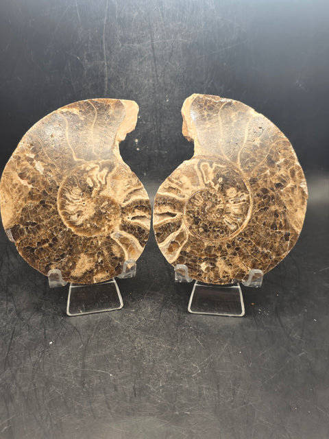 Ammonite pair/ slices! 9.2 ounces, 3.9" by 3" inches