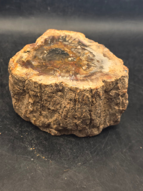 Petrified wood trunk! 15.6 ounces, 3.4 inches by 2.5 inches