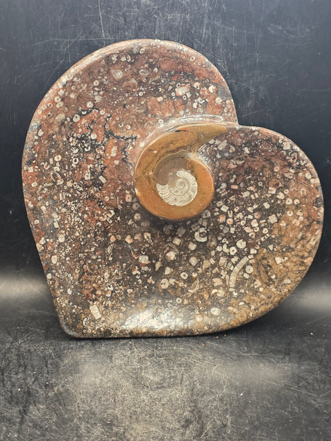 Ammonite fossil heart plate! 6 inches wide, 5.5 inches tall!