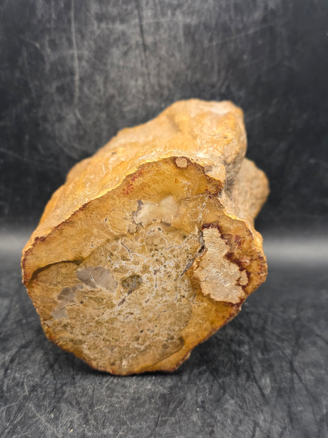 Petrified wood trunk! 1.15 pounds, 3.5 inches tall, 3.3 inches wide