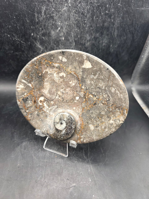 Oval orthoceras ammonite fossil dish! 5.9 ounces, 4.7 inches wide