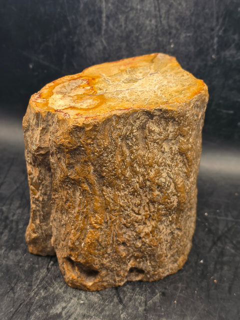 Petrified wood trunk! 1.15 pounds, 3.3 inches tall 3.3 inches wide