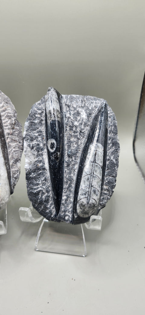 Double Orthoceras nautiloids small! 7 ounces 4 inches