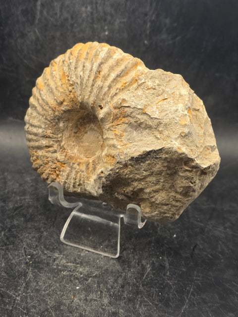 Medium nautilis ammonite fossil! 13 ounces, 3.7 inches wide, 3.2" tall