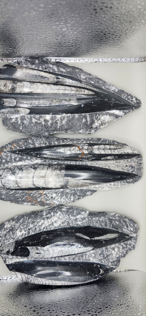 Double orthoceras nautiloids large! 1.1 pounds 6 inches