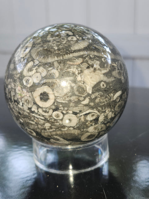 Crinoid fossil sphere! 68mm, 2.69 inches, 1 pound