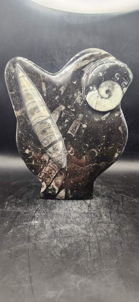 Orthoceras, ammonite statue! 1.5 pounds, 6 inches tall 5" wide